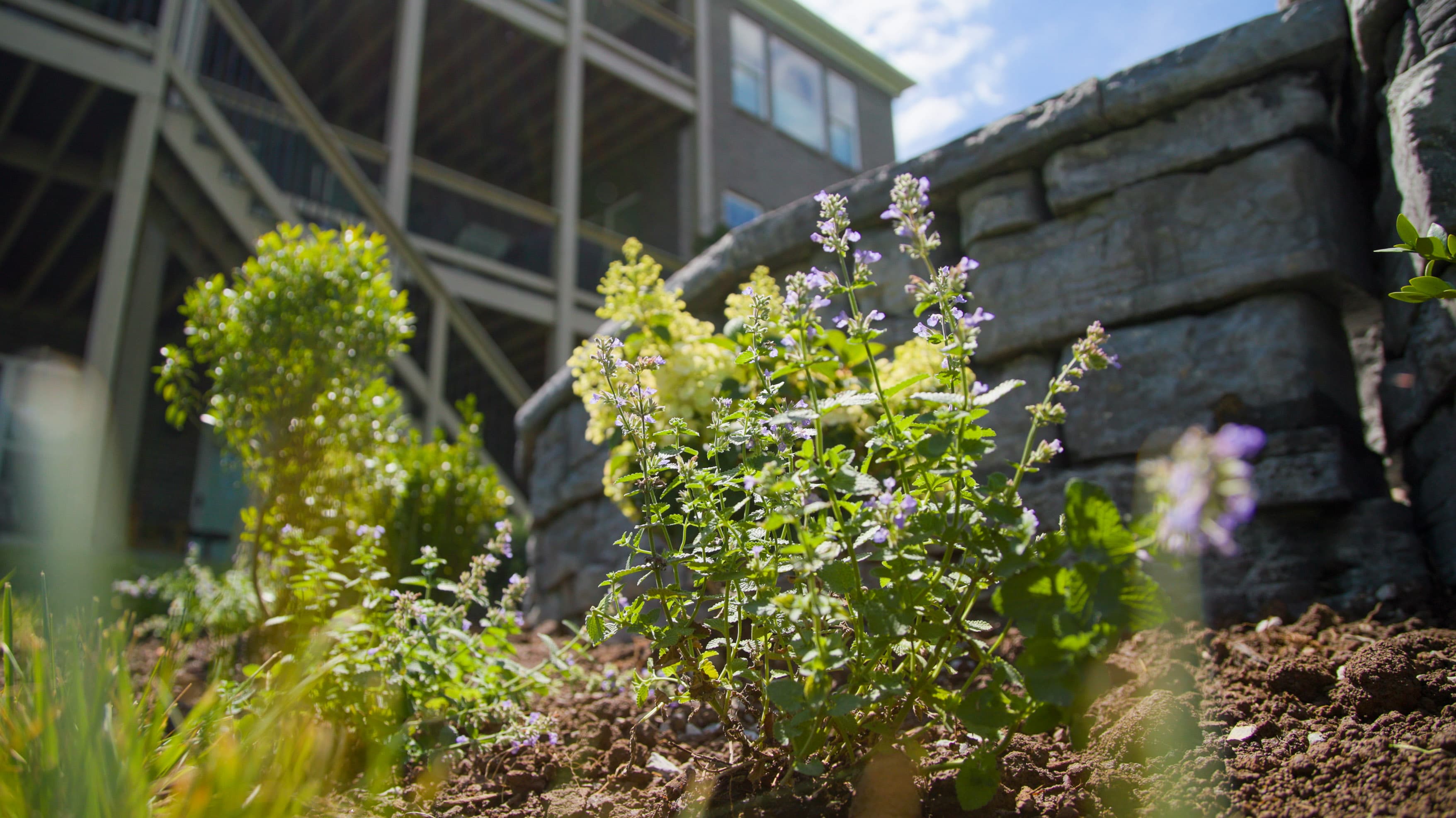 Landscape Design & Installation